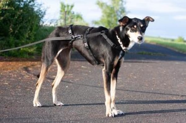 Nova, fröhliche Hündin, 4J in 53945