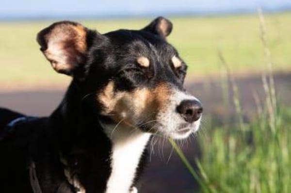 Nova, fröhliche Hündin, 4J in 53945