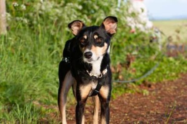 Nova, fröhliche Hündin, 4J in 53945