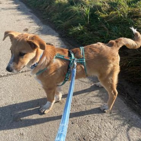 Felix - verspielt, verkuschelt, aktiv