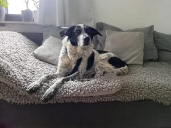 Mio  55 cm (Pflegestelle)