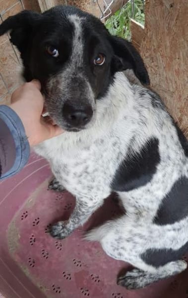 Mio  55 cm (Pflegestelle)