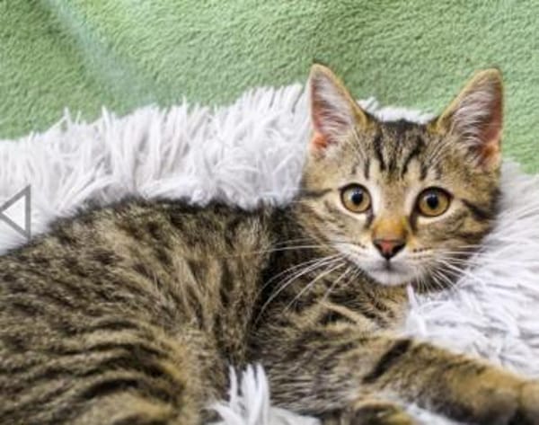 Pindurka, anfangs noch schüchtern