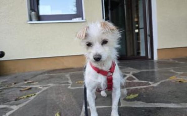 Süße Ms. Butterfly