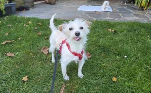 Süße Ms. Butterfly