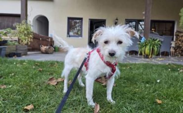 Süße Ms. Butterfly