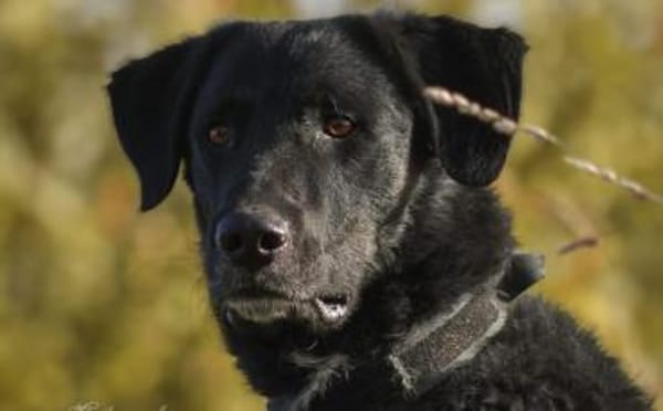 Rabenschwarzer Schmusebär Ono