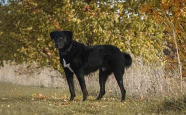 Rabenschwarzer Schmusebär Ono