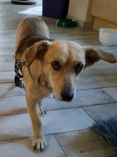 Kleiner Samuel-ein ganz lieber Hundebub