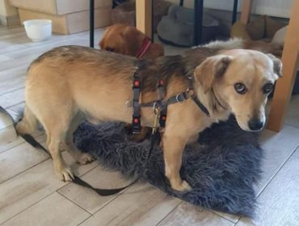 Kleiner Samuel-ein ganz lieber Hundebub