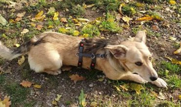 Kleiner Samuel-ein ganz lieber Hundebub