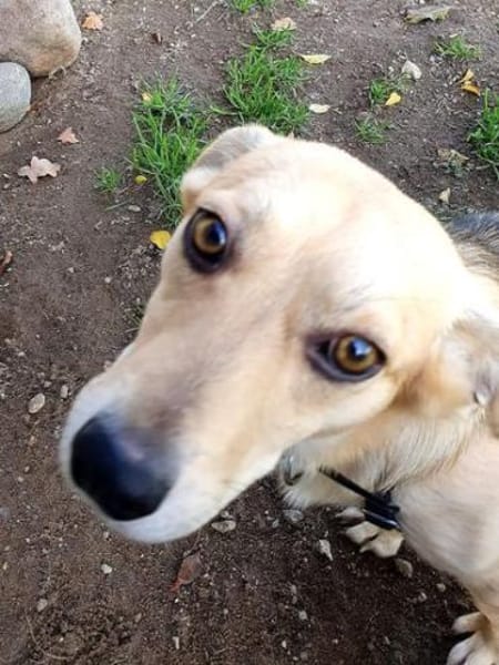 Kleiner Samuel-ein ganz lieber Hundebub