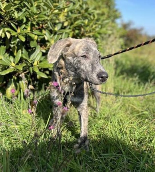 Schüchterner Taro sucht seine Menschen