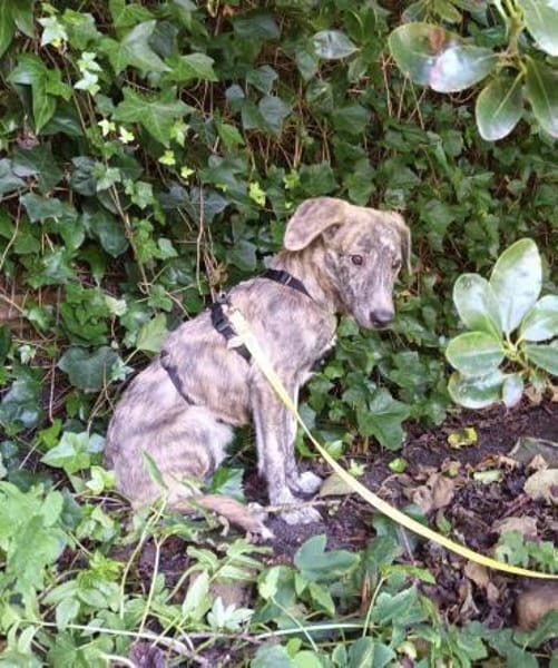 Schüchterner Taro sucht seine Menschen