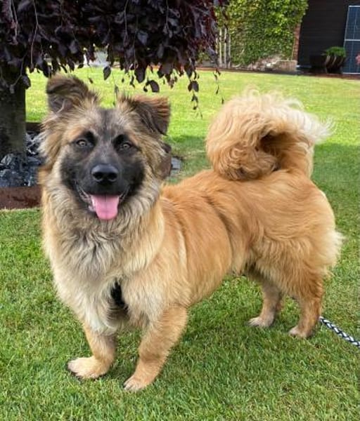 Floki sucht seine Familie