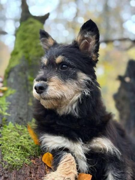 liebevolle Cara sucht ihre Familie