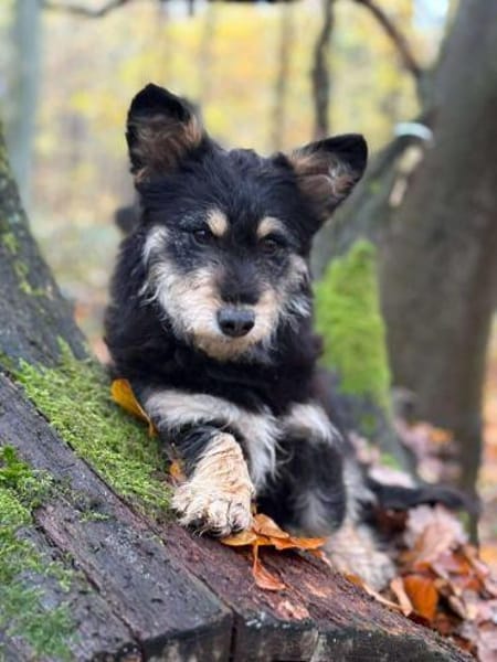 liebevolle Cara sucht ihre Familie