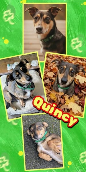 Schmuser Quincy wartet in Gefrees!
