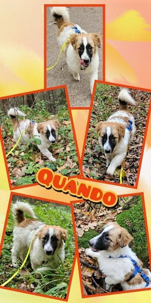 Quando wartet auf netten Besuch!