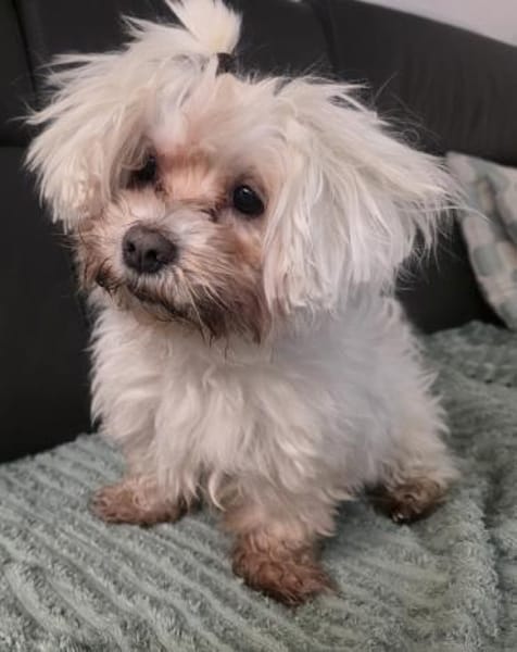 MARCO IST EIN KLEINER FRECHDACHS