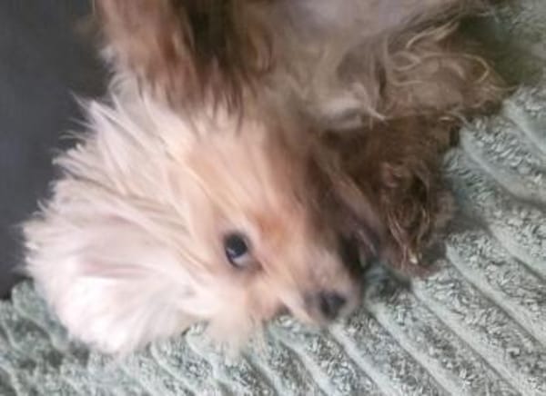 MARCO IST EIN KLEINER FRECHDACHS