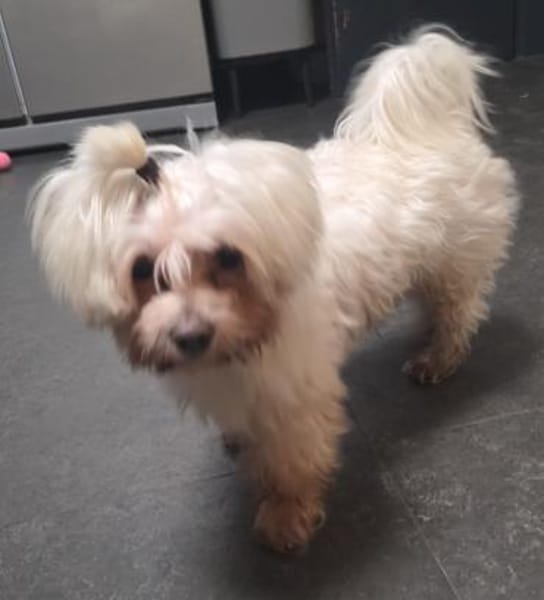 MARCO IST EIN KLEINER FRECHDACHS