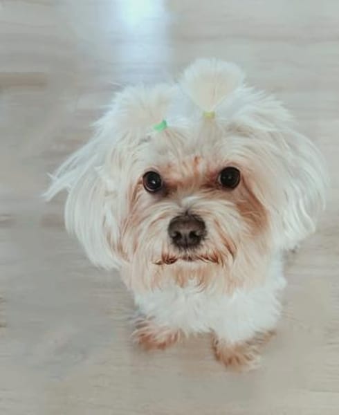 MARCO IST EIN KLEINER FRECHDACHS