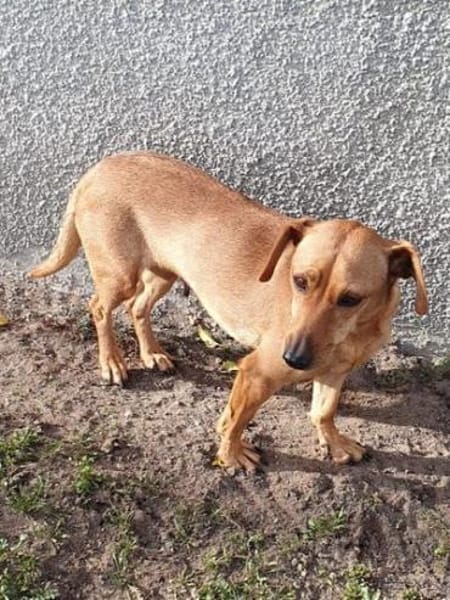 Dackelmixmädchen DORLE sucht ihr Glück.