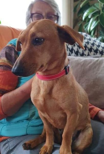 Dackelmixmädchen DORLE sucht ihr Glück.