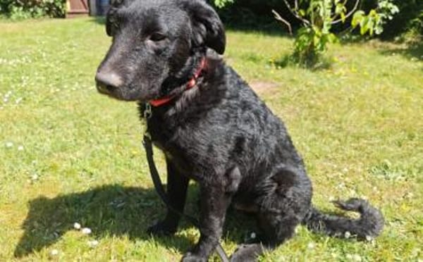 Sonnenschein Franzl sucht sein Körbchen