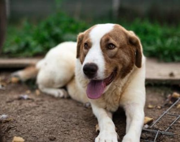 Die schlaue Lissy sucht ihr Zuhause