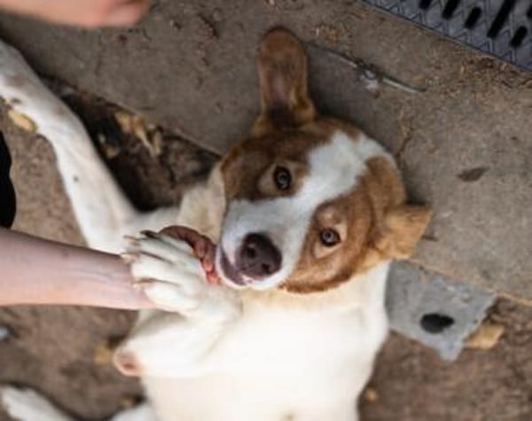 Die schlaue Lissy sucht ihr Zuhause