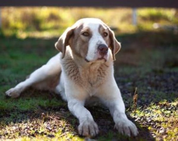 Die schlaue Lissy sucht ihr Zuhause