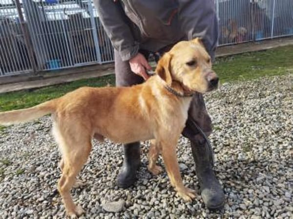 Jaffar - kinderlieb u. zutraulich