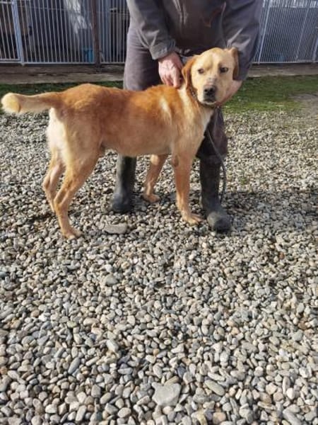 Jaffar - kinderlieb u. zutraulich