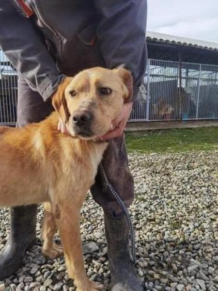 Jaffar - kinderlieb u. zutraulich