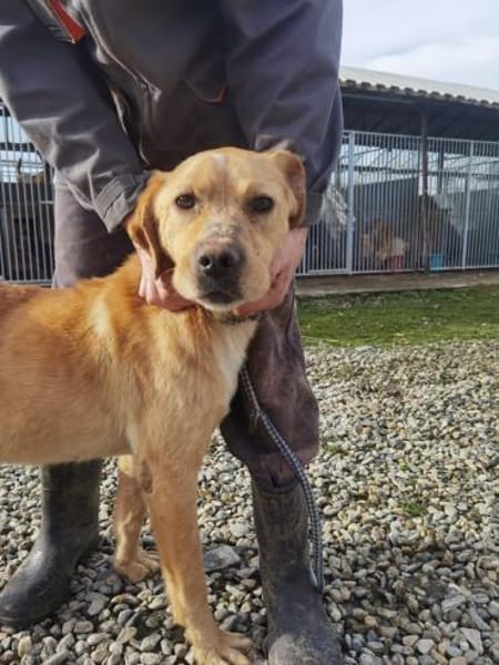 Jaffar - kinderlieb u. zutraulich