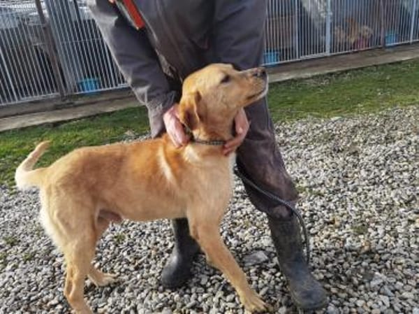 Jaffar - kinderlieb u. zutraulich