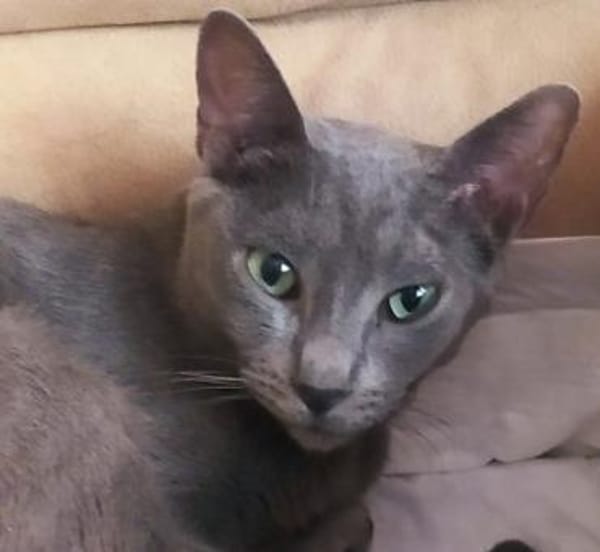 Fröhlicher Zaika in Köln (ALO)