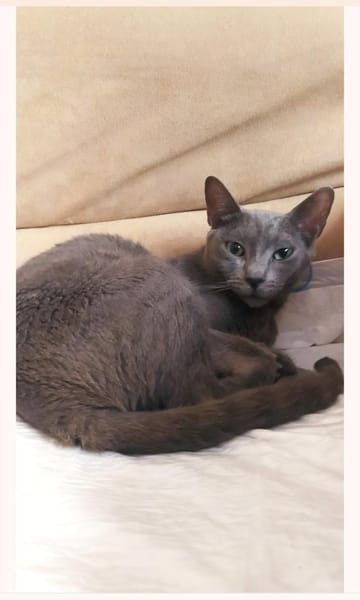 Fröhlicher Zaika in Köln (ALO)