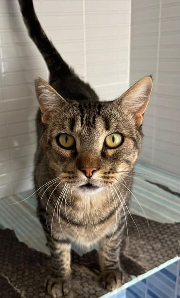 Ginseng liebevoller kater