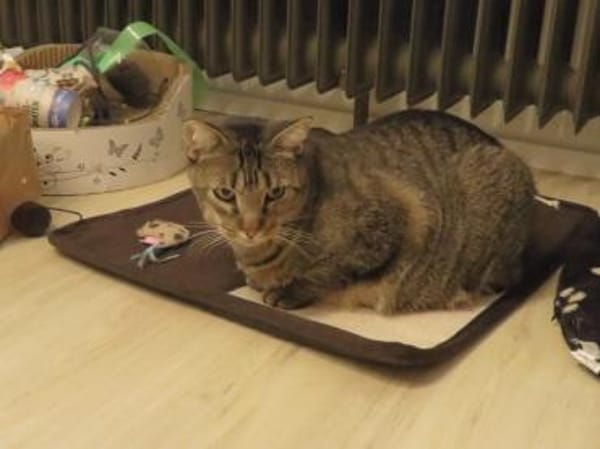 Ginseng liebevoller kater