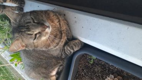 Ginseng liebevoller kater