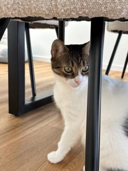 Nolly Katzendame sucht