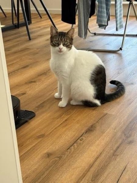 Nolly Katzendame sucht