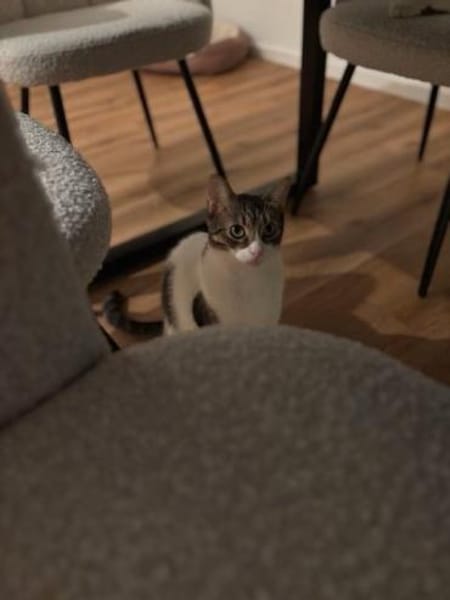 Nolly Katzendame sucht