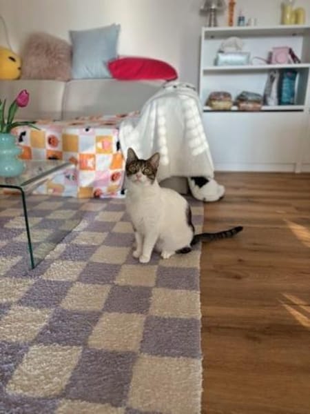 Nolly Katzendame sucht