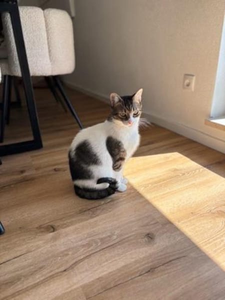 Nolly Katzendame sucht