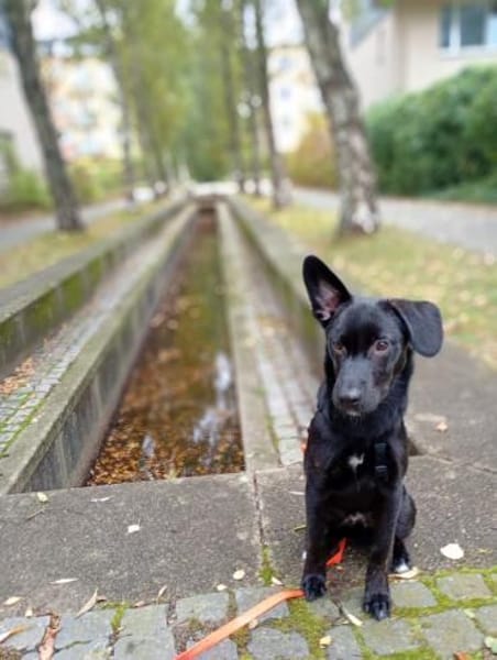 Kalle sucht sein Zuhause