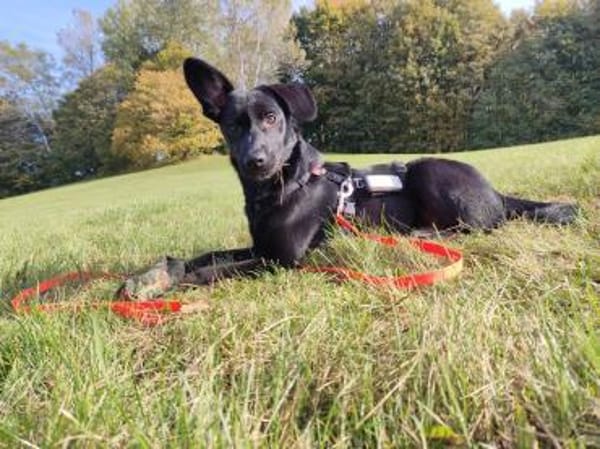 Kalle sucht sein Zuhause